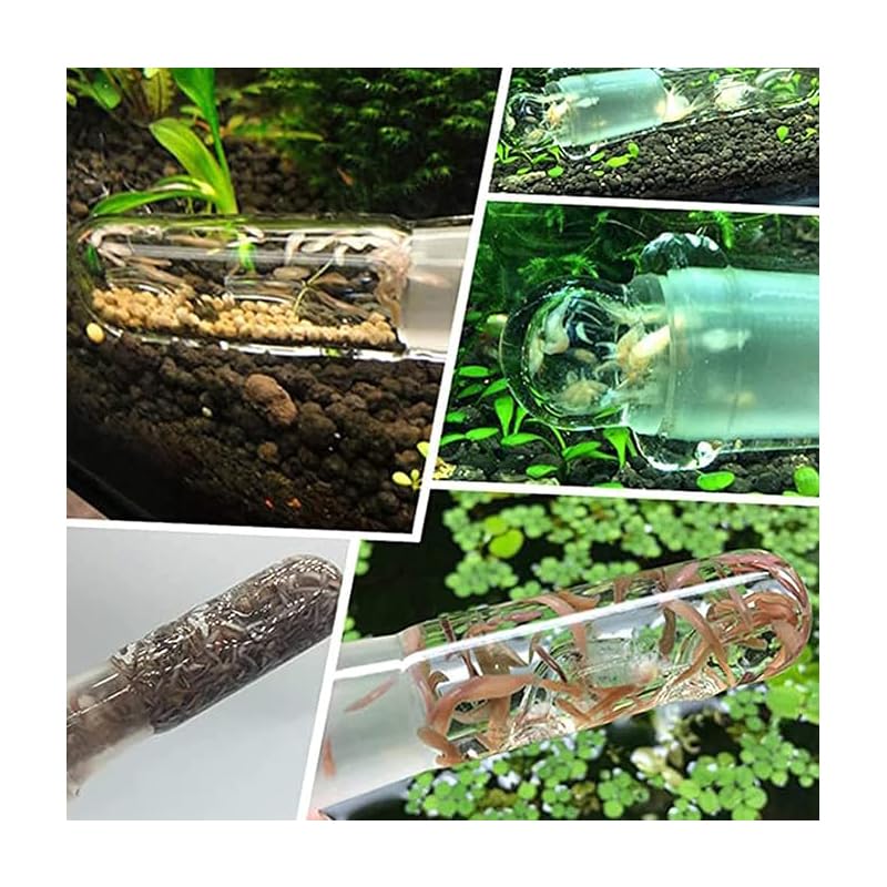 3-Piece Aquarium Planaria Trap Set, Glass and Acrylic - Just Closeouts Canada Inc.X004FFRXC5