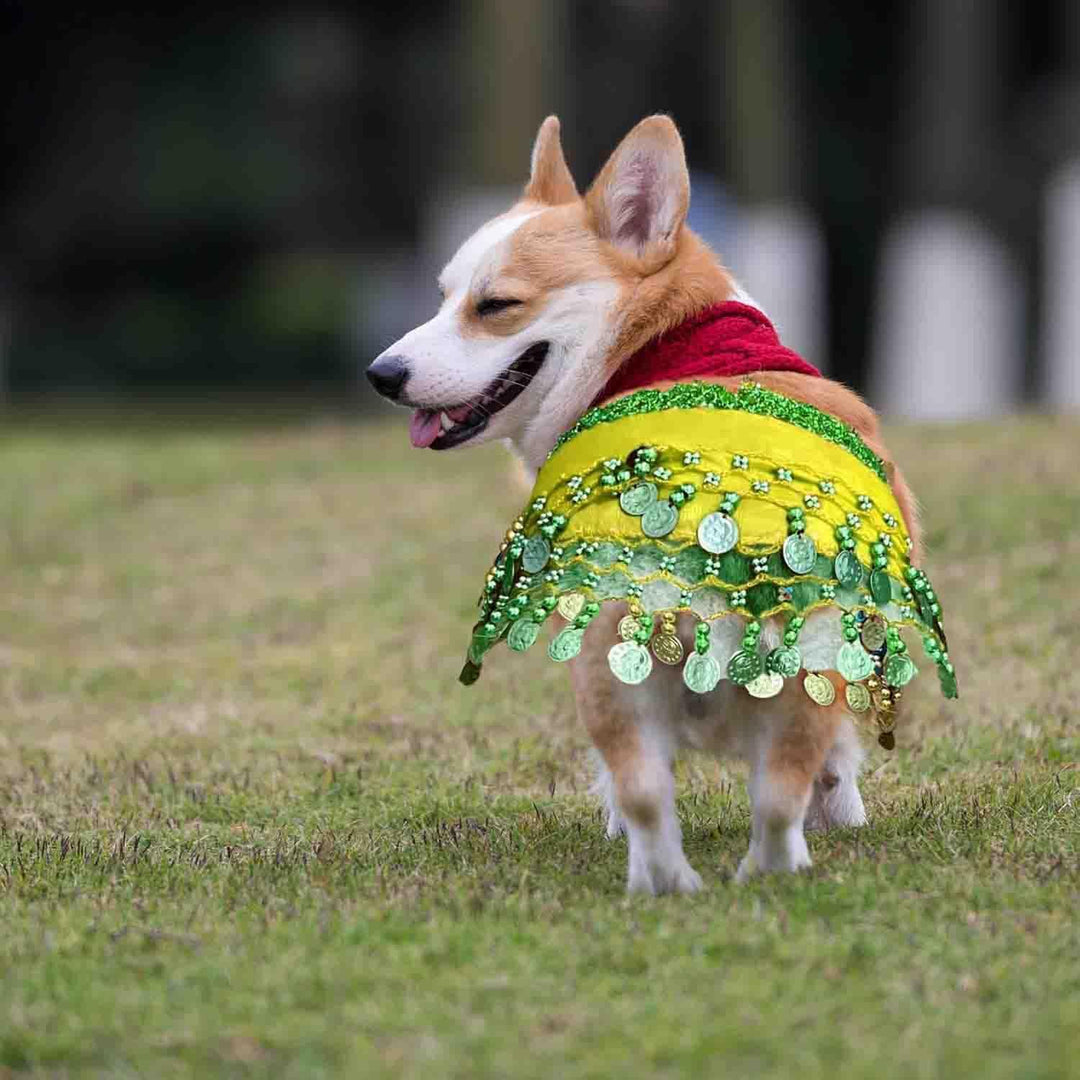 Dog wearing yellow coin and sequin hip scarf costume