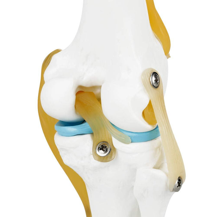 Anatomical Medical Knee Joint with Ligaments Model, Life Size Human Knee Joint Model Knee Joint Model for Skeleton Anatomy Study Teach with Ligament Model, for Display Teaching - Just Closeouts Canada Inc.X004GZTZK7
