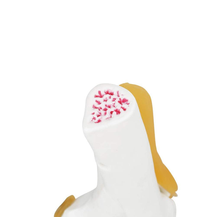 Anatomical Medical Knee Joint with Ligaments Model, Life Size Human Knee Joint Model Knee Joint Model for Skeleton Anatomy Study Teach with Ligament Model, for Display Teaching - Just Closeouts Canada Inc.X004GZTZK7
