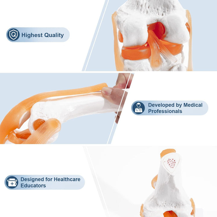 Anatomical Medical Knee Joint with Ligaments Model, Life Size Human Knee Joint Model Knee Joint Model for Skeleton Anatomy Study Teach with Ligament Model, for Display Teaching - Just Closeouts Canada Inc.X004GZTZK7