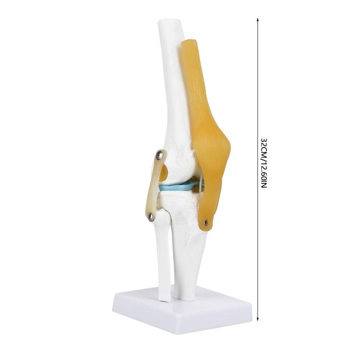 Anatomical Medical Knee Joint with Ligaments Model, Life Size Human Knee Joint Model Knee Joint Model for Skeleton Anatomy Study Teach with Ligament Model, for Display Teaching - Just Closeouts Canada Inc.X004GZTZK7