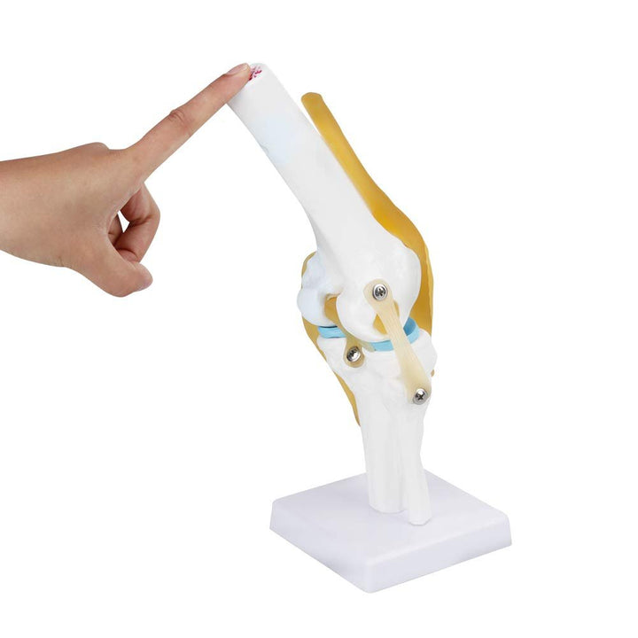 Anatomical Medical Knee Joint with Ligaments Model, Life Size Human Knee Joint Model Knee Joint Model for Skeleton Anatomy Study Teach with Ligament Model, for Display Teaching - Just Closeouts Canada Inc.X004GZTZK7