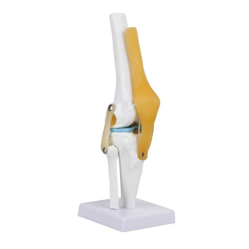 Anatomical Medical Knee Joint with Ligaments Model, Life Size Human Knee Joint Model Knee Joint Model for Skeleton Anatomy Study Teach with Ligament Model, for Display Teaching - Just Closeouts Canada Inc.X004GZTZK7