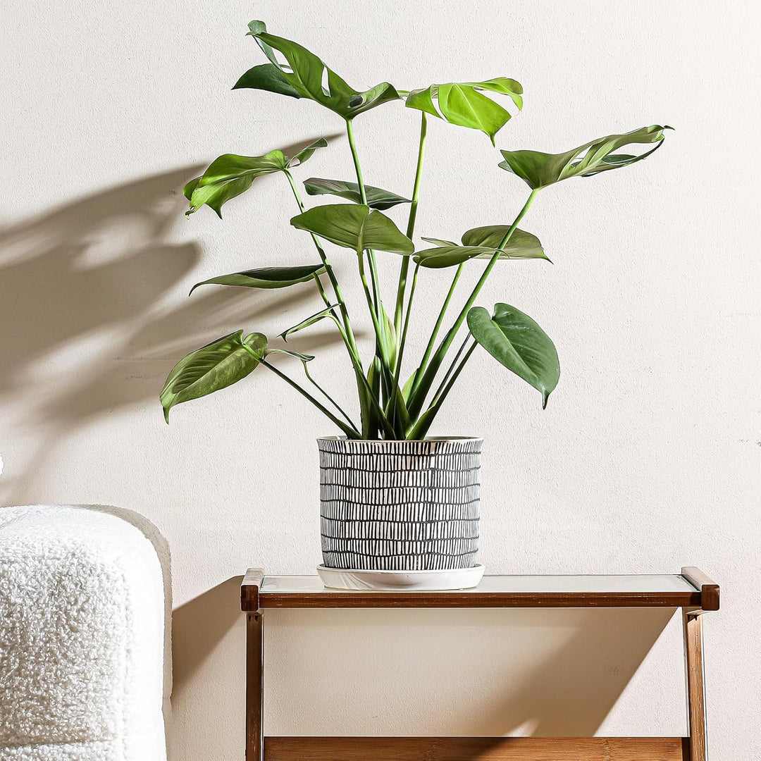 Chubacoo 8 Inch Plant Pot: Ceramic Planter with Drainage Hole & Saucer - Cylinder Flowerpot for Indoor & Outdoor Plants - with Separate Tray for Home & Office - Striped Design - Just Closeouts Canada Inc.