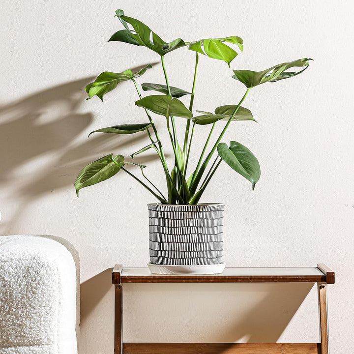 Chubacoo 8 Inch Plant Pot: Ceramic Planter with Drainage Hole & Saucer - Cylinder Flowerpot for Indoor & Outdoor Plants - with Separate Tray for Home & Office - Striped Design - Just Closeouts Canada Inc.