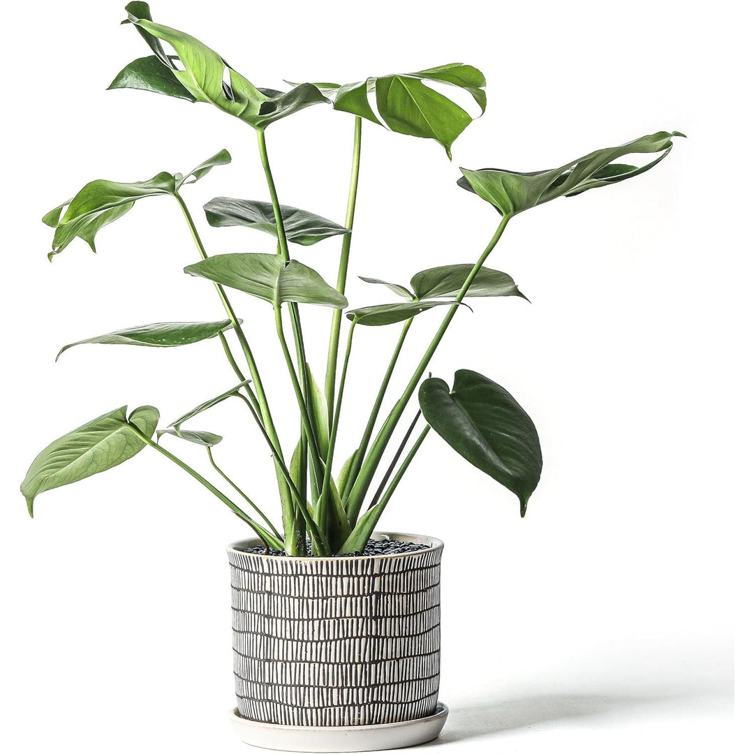 Chubacoo 8 Inch Plant Pot: Ceramic Planter with Drainage Hole & Saucer - Cylinder Flowerpot for Indoor & Outdoor Plants - with Separate Tray for Home & Office - Striped Design - Just Closeouts Canada Inc.