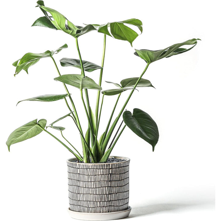 Chubacoo 8 Inch Plant Pot: Ceramic Planter with Drainage Hole & Saucer - Cylinder Flowerpot for Indoor & Outdoor Plants - with Separate Tray for Home & Office - Striped Design - Just Closeouts Canada Inc.