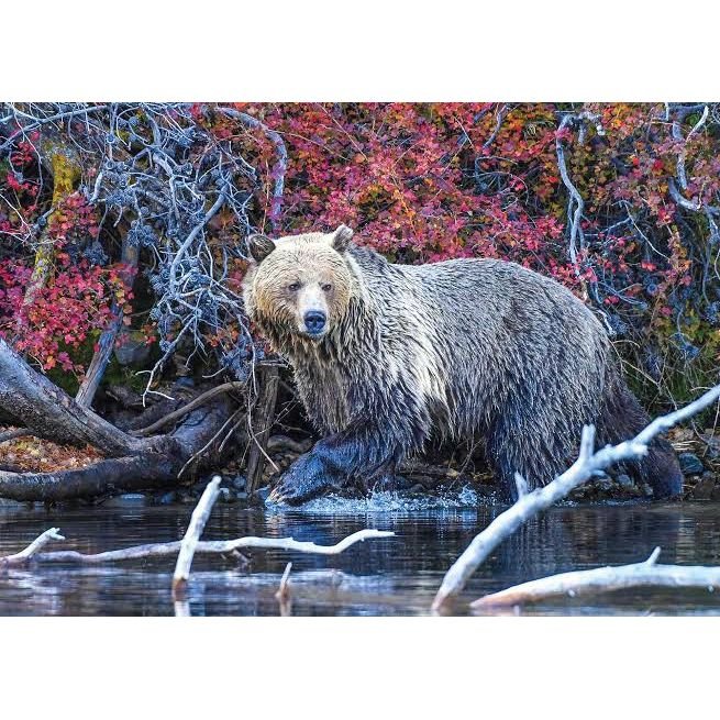 Grizzly Stroll Fine Art Jigsaw Puzzle 1000 Pieces for Adults and Teens by PuzzQuest - Just Closeouts Canada Inc.860005228195