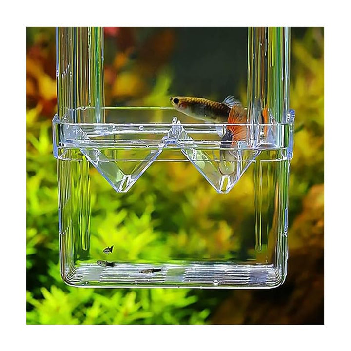 Breeder box in aquarium with fish