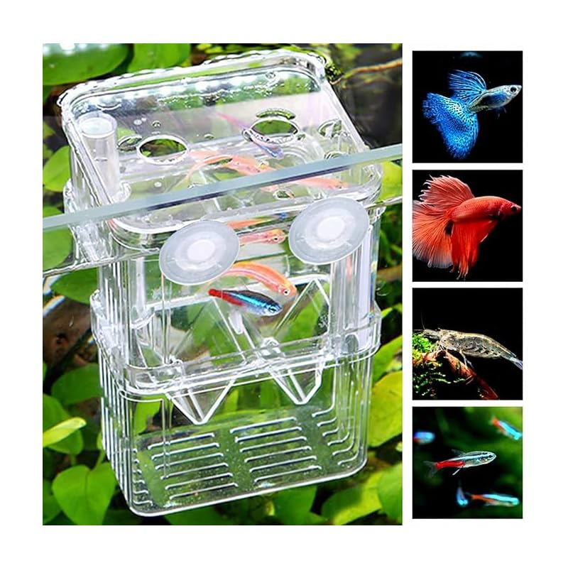 Clear breeder box attached to aquarium glass