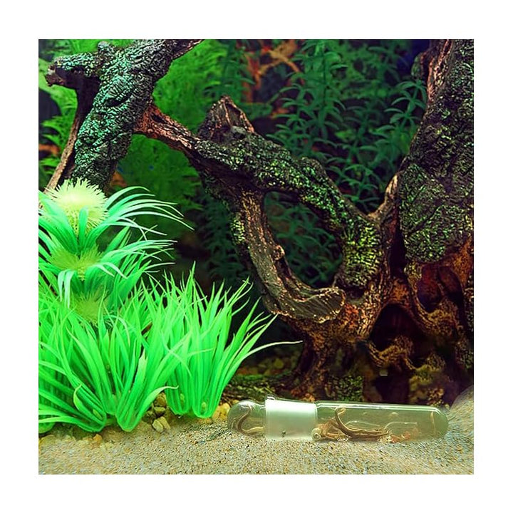 Glass planaria trap in aquarium