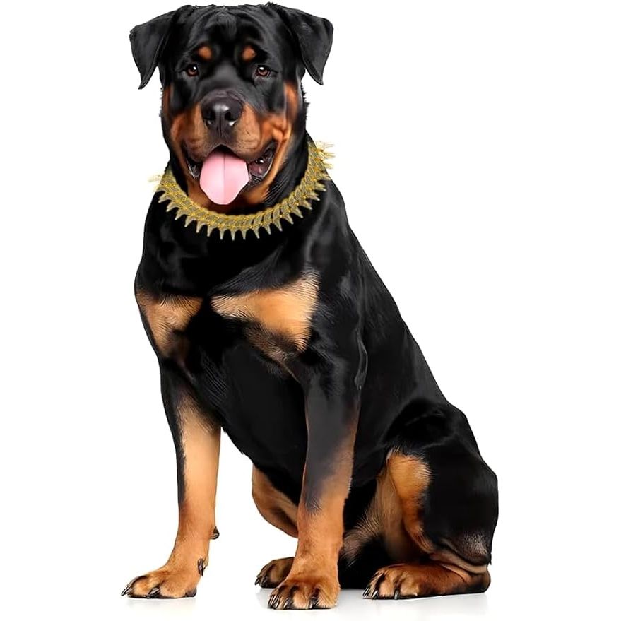 Rhinestone Side-Spiked Chain Dog Collar – Gold, 16 in - Just Closeouts Canada Inc.